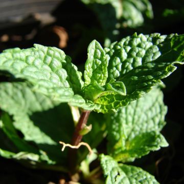 Menthe Tashkent - Mentha spicata BIO