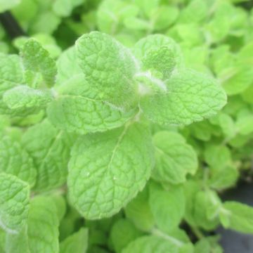 Menthe suave BIO - Mentha suaveolens