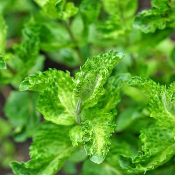 Menthe frisée ou crépue - Mentha spicata Crispa