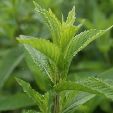 Mentha verte - Mentha spicata