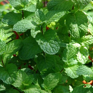 Menthe verte Hollywood - Mentha spicata