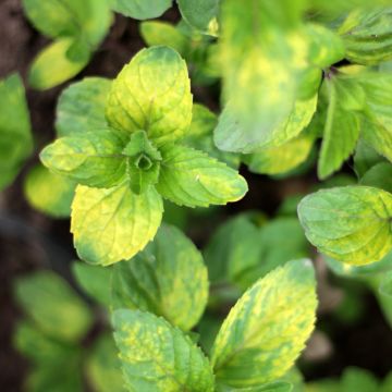 Mentha gingembre - Mentha piperita Ginger