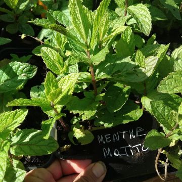 Menthe Mojito BIO - Mentha hemingwayensis