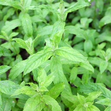 Menthe asiatique - Mentha asiatica asian