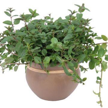 Menthe chocolat BIO en plants - Mentha chocolat