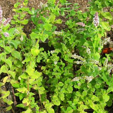 Menthe rotundifolia BIO