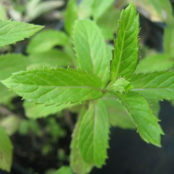 Menthe suriso BIO