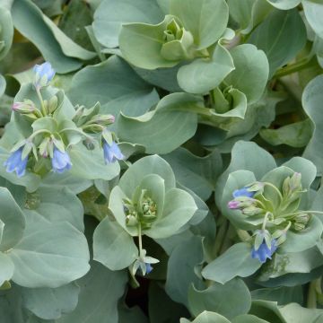 Mertensia maritima - Huître végétale  