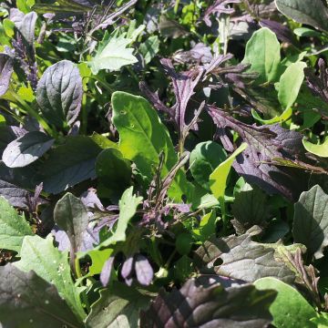 Salades à couper Oriental Mustards - Mesclun