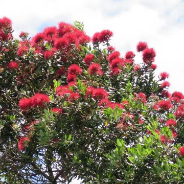 Metrosideros excelsa - Arbre de Noël de Nouvelle-Zélande