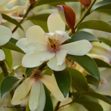 Michelia Fairy Lime - Michelia hybride