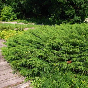 Cyprès rampant de Sibérie - Microbiota decussata