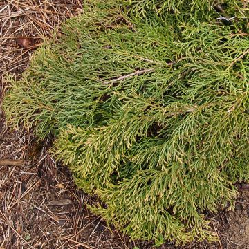 Cyprès de Sibérie - Microbiota decussata Fuzzball 