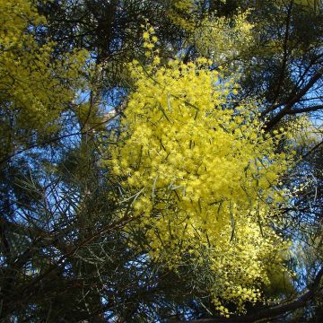 Mimosa de la rivière Snowy - Acacia boormanii