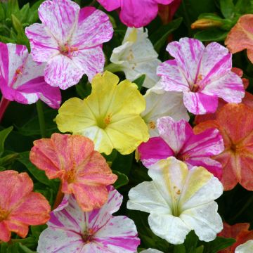 Graines de Mirabilis jalapa Marbles Mix - Belle-de-nuit en mélange