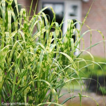 Miscanthus (x) giganteus Alligator - Roseau de Chine