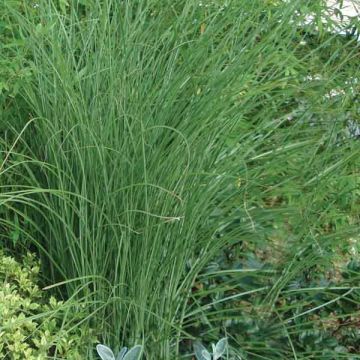 Miscanthus sinensis Gracillimus - Eulalie 