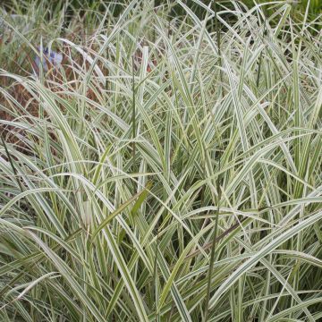 Miscanthus sinensis Variegatus - Roseau de Chine