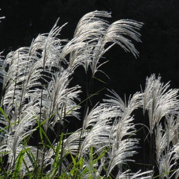 Miscanthus sacchariflorus - Roseau de Chine