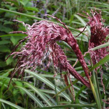 Miscanthus sinensis Boucle - Roseau de Chine