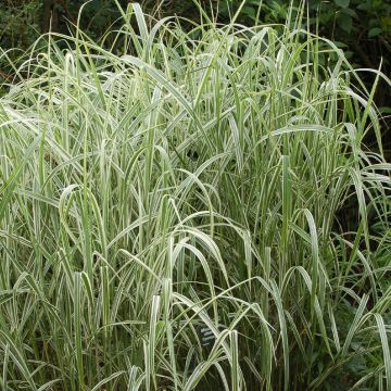 Miscanthus sinensis Cosmopolitan - Eulalie, Roseau de Chine