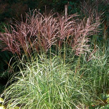 Miscanthus sinensis Ferner Osten - Roseau de Chine