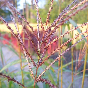 Miscanthus sinensis Rotsilber - Eulalie - Roseau de Chine