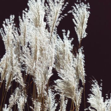 Miscanthus sinensis Silberfeder - Roseau de Chine