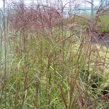 Miscanthus sinensis Silberspinne - Roseau de Chine