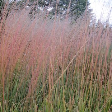 Molinia arundinacea Windsaule - Molinie