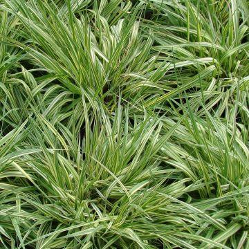 Molinia caerulea ssp caerulea Variegata - Molinie panachée