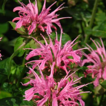 Monarde Croftway Pink - Bergamote rose clair