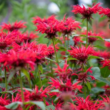 Monarda Gardenview Scarlet - Bergamote écarlate