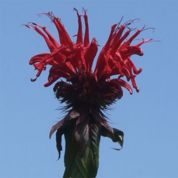 Monarde Jacob Cline - Bergamote rouge