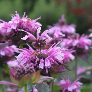 Monarde Mohawk - Bergamote violet-pourpre