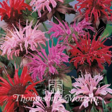 Graines de Monarde didyma T&M Superb Mixed - Bergamote