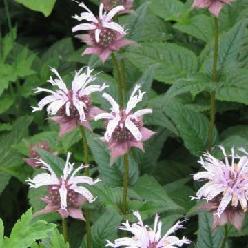 Monarde bradburiana - Bergamote sauvage