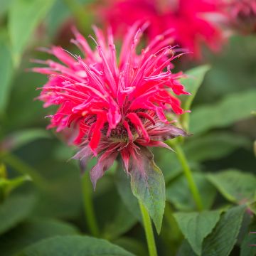 Monarde ou Bergamote Cranberry Lace