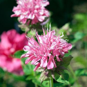 Monarde ou Bergamote Cranberry Lace