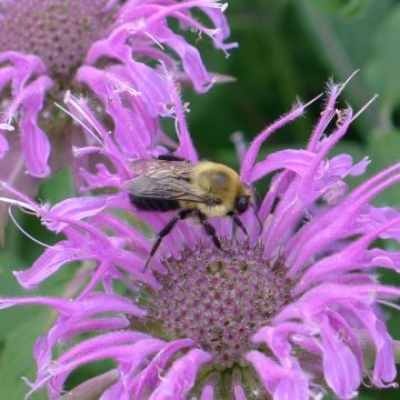 Monarde Blaustrumpf - Bergamote lilas foncé