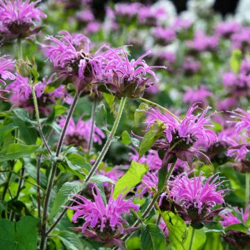 Monarde Blaustrumpf - Bergamote lilas foncé