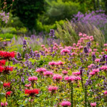 Monarde Croftway Pink - Bergamote rose clair