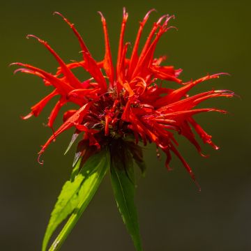 Monarde Fireball