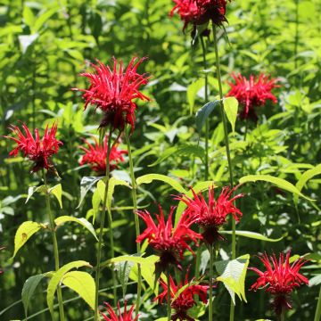 Monarde Jacob Cline - Bergamote rouge