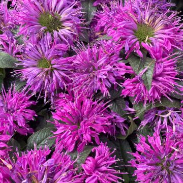 Monarde Purple Lace - Bergamote