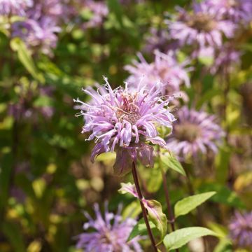 Monarde bradburiana - Bergamote