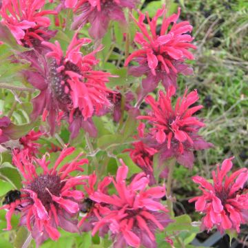 Monarde Gewitter Wolke - Bergamote rose tyrien