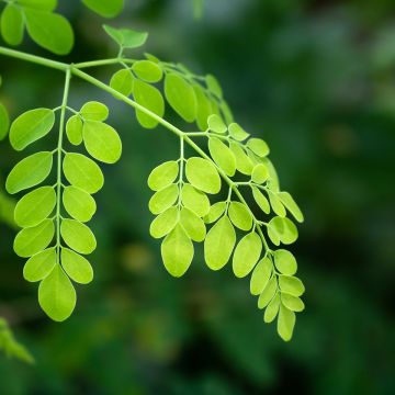 Moringa oleifera - Arbre de vie