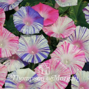 Graines d'Ipomée Carnevale Di Venezia - Ipomoea purpurea