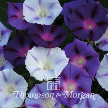 Ipomée Hazelwood Blues 